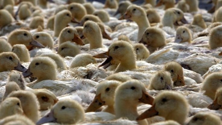 اردک ها به جنگ ملخ ها می روند