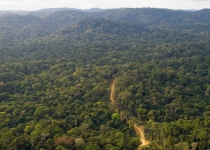 جنگل‌ها عامل جذب سالانه ۲ میلیارد تُن دی اکسید کربن در جهان