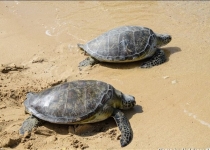 سازه‌های ساحلی قاتل لاک‌پشت‌های دریایی بوشهر