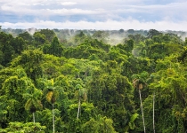 تهدید توانایی جنگلها در جذب کربن توسط تغییرات اقلیمی
