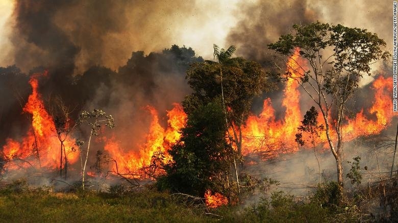 جنگلهای سوخته زاگرس منقرض می شوند یا احیا؟