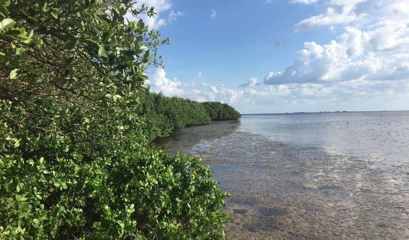 درختان مانگرو از افزایش سطح آب دریا ها جان سالم به در نخواهد برد