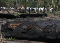 هشدار سرمایه گذاران در مورد جنگل زدایی آمازون 
