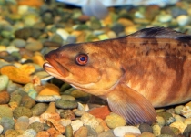 افزایش دما، تهدیدی برای صدها گونه ماهی است