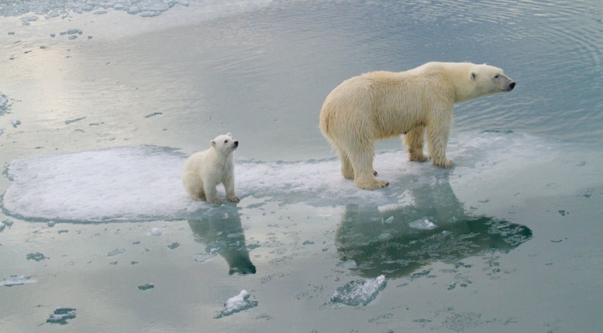 بیشتر خرس های قطبی تا سال 2100 از بین خواهند رفت