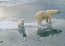 بیشتر خرس های قطبی تا سال 2100 از بین خواهند رفت