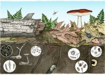 ارگانیسم های خاک با تغییرات اقلیم کوچکتر می شوند