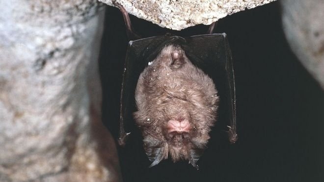کووید 19 برای دهه ها در بین خفاش ها وجود داشته است