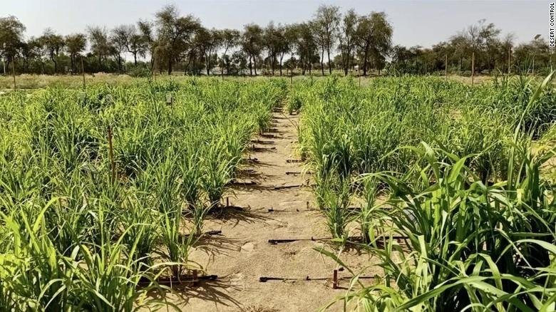 تبدیل بیابان های دبی به زمین های کشاورزی به کمک یک استارتاپ