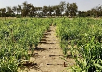 تبدیل بیابان های دبی به زمین های کشاورزی به کمک یک استارتاپ
