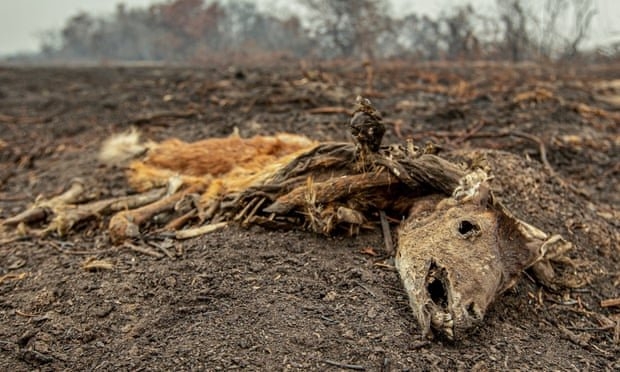 آتش سوزی این بار در تالاب های برزیل