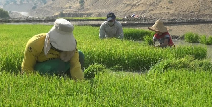 اخراج اهالی شالیکار 3 روستا برای ساخت سد فینسک/ زمین های ما را از موکت ارزان تر خریدند