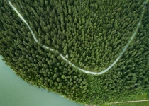 جذب کربن توسط جنگل های چین دست کم گرفته شده است
