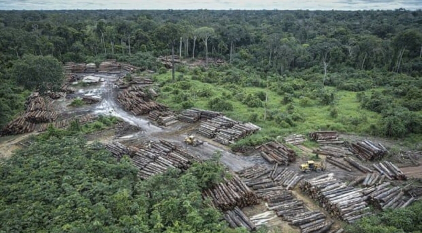 نابودی بیش از ۴ میلیون هکتار جنگل از ابتدای سال تا کنون