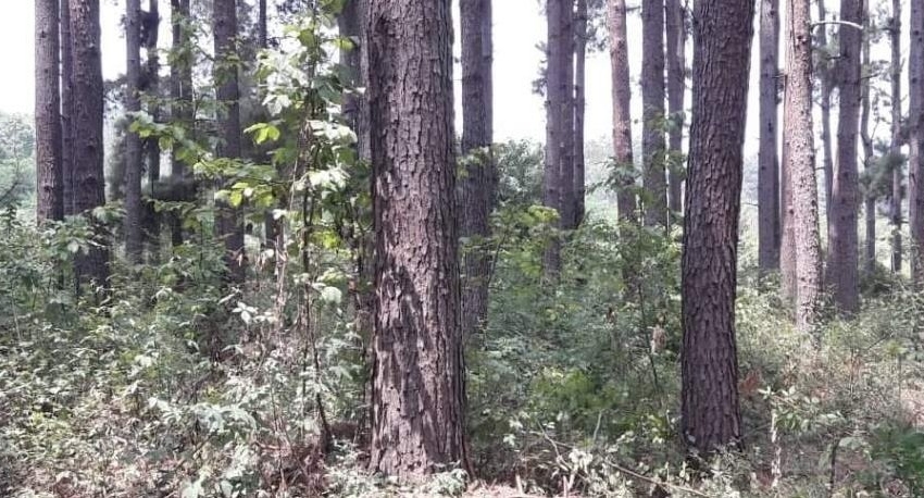 غارت جنگل‌های جلگه‌ای شمال کشور به بهانه زراعت چوب