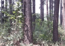 غارت جنگل‌های جلگه‌ای شمال کشور به بهانه زراعت چوب