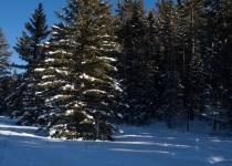 درختان طبیعی برای کریسمس