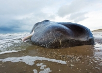علت مرگ سریالی نهنگ‌ها در جزیره کیش مشخص شد