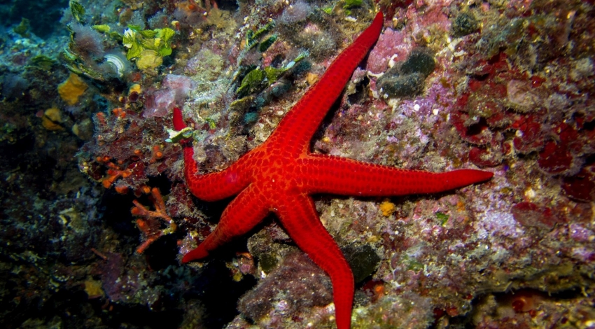افزایش دمای اقیانوس ها ستاره های دریایی را خفه می کند