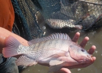 صدور مجوز پرورش ماهی تیلاپیا متوقف شد