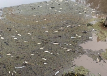علت تلف شدن ماهیان در ساحل عسلویه نشت مواد نفتی به دریا است