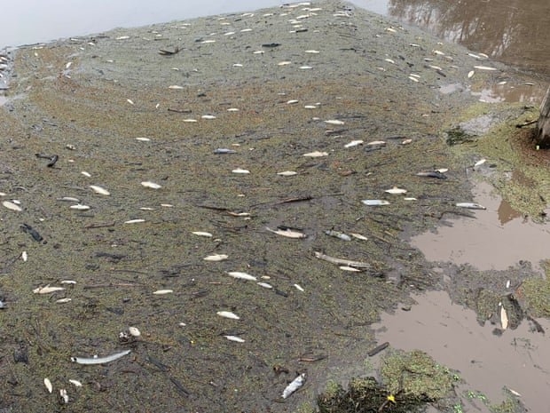 صیادها علت تلف شدن ماهی‌ها در سواحل عسلویه بودند