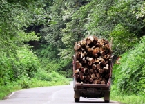 پتانسیل مصرف چوب در ایران ۱۳ میلیون متر مکعب است
