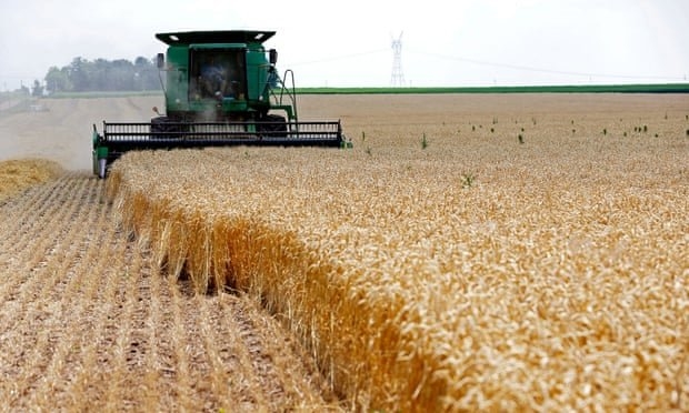 گرمایش سریع جهانی به بهره وری کشاورزی آسیب می رساند