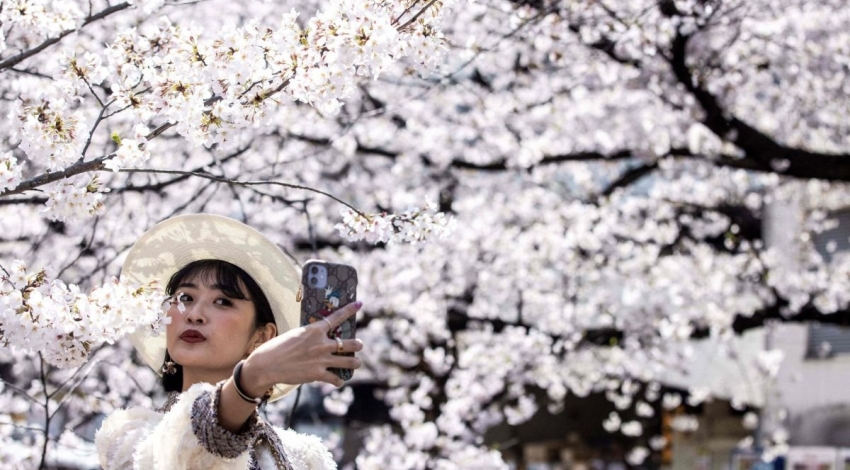 شکوفه های گیلاس در ژاپن، نشانه ای از بحران آب و هوایی است