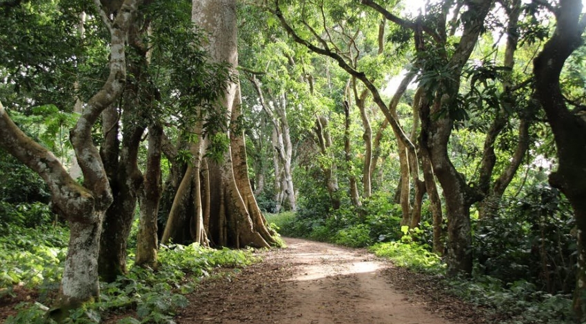 اهمیت جنگل های مقدس در غرب آفریقا در مبارزه با تغییرات اقلیمی