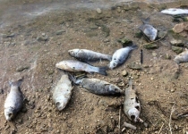 مشاهده لاشه گربه ماهیان در ساحل شهرستان جاسک