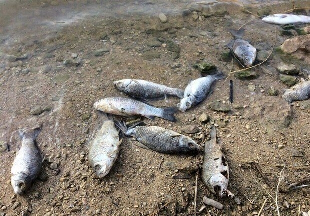 نتایج بررسی‌های کارشناسان سازمان محیط زیست:‌علت مرگ گربه ماهیان در ساحل جاسک فعالیت های صیادی است
