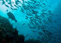 گزارش مرگ‌ومیر در حیات دریایی کالیفرنیا بر اثر آلودگی شیمیایی