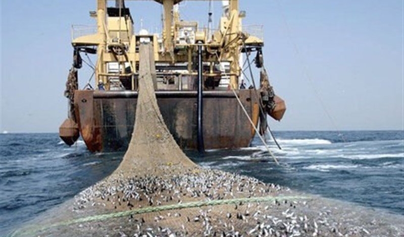 تبعات صیادی غیرمجاز در خلیج فارس؛ از مرگ گربه‌ماهیان تا مرجان‌ها