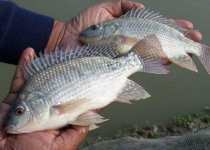 مقابله بیولوژیک با ماهی تیلاپیا در تالاب شادگان