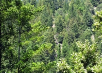 برنامه کالیفرنیا مزایای آب و هوایی جنگل ها را بیش از حد برآورد می کند