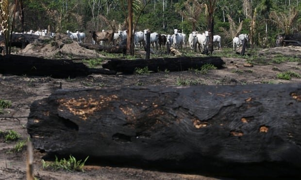 افزایش سرعت تخریب جنگل های بارانی آمازون در برزیل برای دومین ماه متوالی 