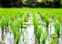  تکلیف کشت برنج در خشکسالی بی‌سابقه چه می‌شود؟