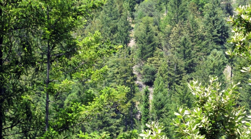 احیای پوشش جنگلی جهان به وسعت فرانسه از سال ۲۰۰۰