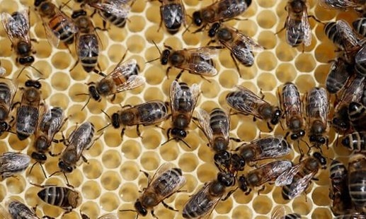  تا ۴۰ درصد جمعیت زنبور عسل استان اردبیل تلف شدند