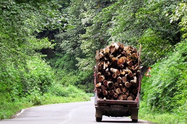آمار کشف قاچاق چوب نگران‌کننده است؟