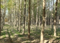 صدور سند مالکیت برای جنگل‌های دست کاشت تاغزارهای ورامین