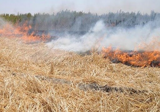 جریمه میلیونی  برای آتش زدن اراضی کشاورزی