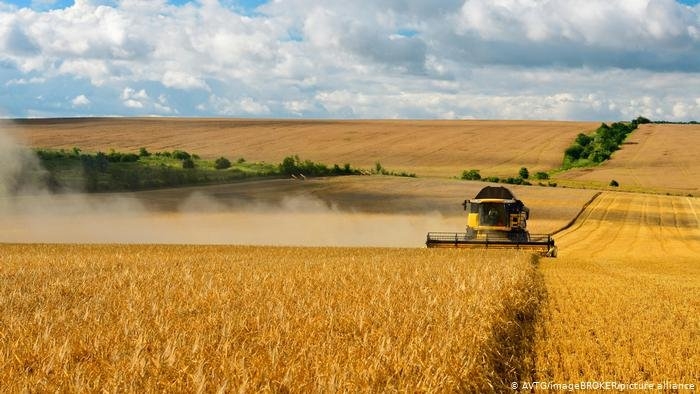 وضعیت نگران کننده تولید گندم/خشکسالی احتمال گرانی مواد غذایی را افزایش داد