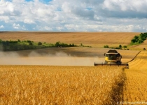 وضعیت نگران کننده تولید گندم/خشکسالی احتمال گرانی مواد غذایی را افزایش داد