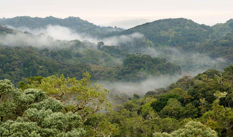 چگونه جنگل‌های کشور را حفظ کنیم؟