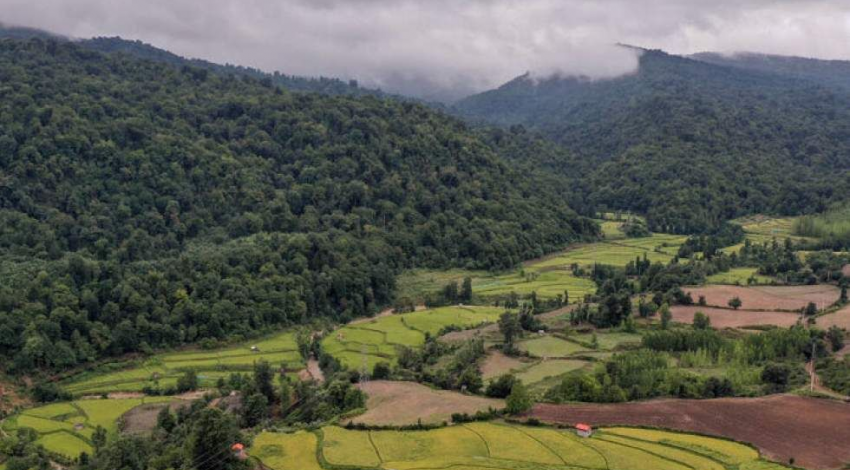 ۷ نکته درباره جنگل‌های ایران