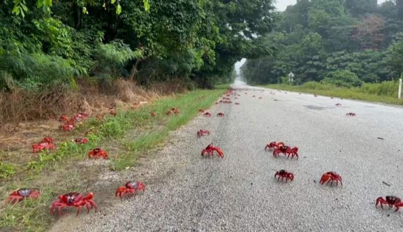 جاده‎‌های جزیره استرالیایی با کوچ سالیانه خرچنگ‌ها سرخ رنگ شد
