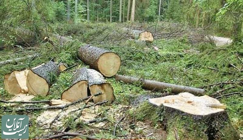 شکایت سمن ها از رییس وقت سازمان جنگلها در قالب نامه ای به کمیسیون اصل 90