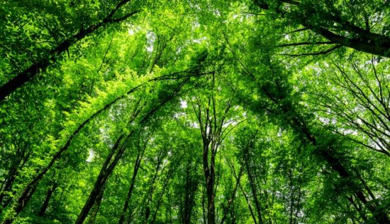 ۱۹ نکته درباره جنگل‌ها و خدماتی که به انسان ارائه می دهند/نقش جنگل‌ها در حفظ آب‌های زیرزمینی
